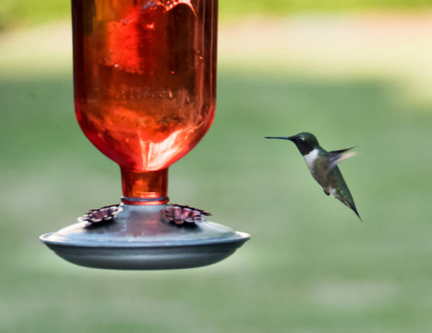 Hummingbird in Flight at Feeder during Springtime 2 stock photo