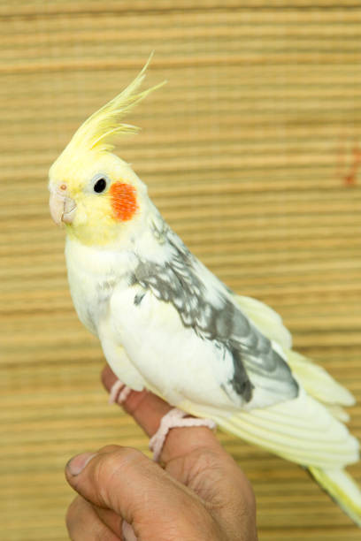 istock A yellow corella parrot with red cheeks and long feathers 953819762