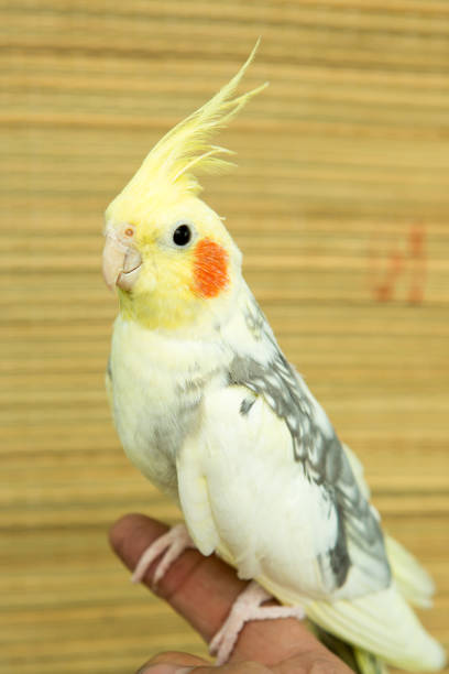 istock A yellow corella parrot with red cheeks and long feathers 953819776