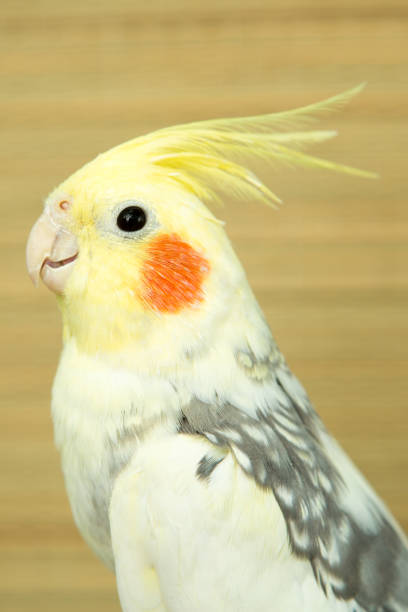 istock A yellow corella parrot with red cheeks and long feathers 953819838