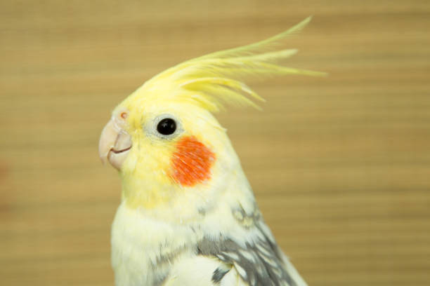 istock A yellow corella parrot with red cheeks and long feathers 953819840