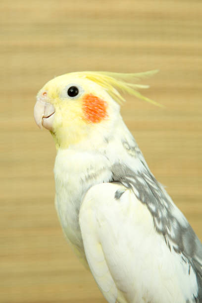 istock A yellow corella parrot with red cheeks and long feathers 953819866