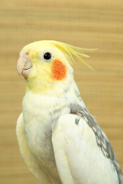 istock A yellow corella parrot with red cheeks and long feathers 953819874