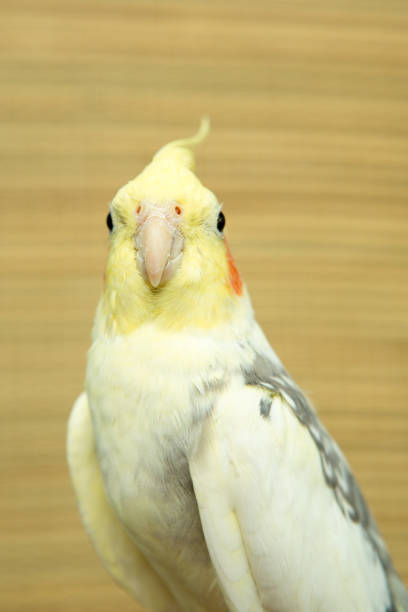 istock A yellow corella parrot with red cheeks and long feathers 953819888