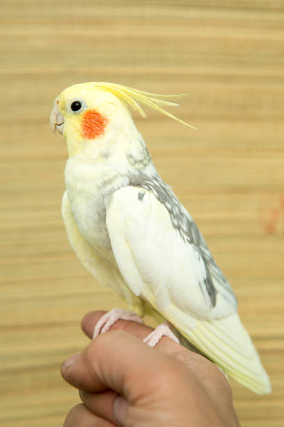 istock A yellow corella parrot with red cheeks and long feathers 953819902