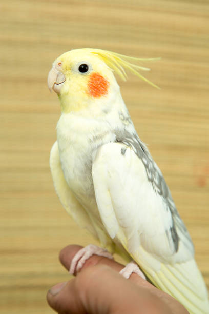 istock A yellow corella parrot with red cheeks and long feathers 953819984