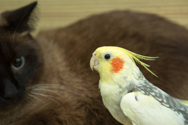istock A yellow corella parrot with red cheeks and long feathers 953819996
