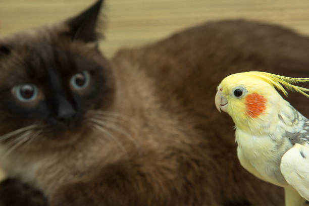 istock A yellow corella parrot with red cheeks and long feathers 953820110