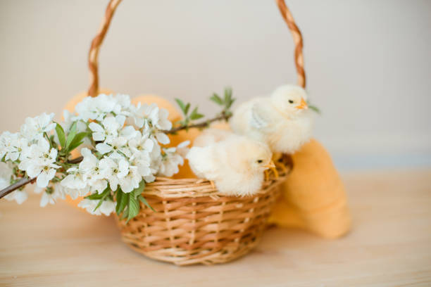 istock Newborn yellow chickens in a wicker basket 953820978