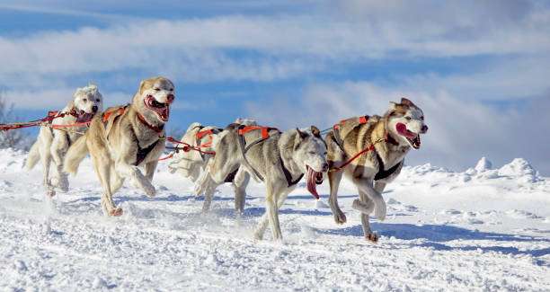 istock Group of sled dogs (Siberian Huskies) running in snow 953823224