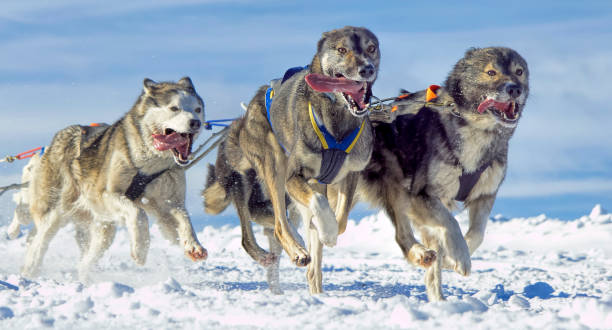 istock Group of sled dogs (Siberian Huskies) running in snow 953823236
