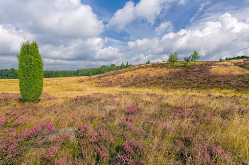Heathland with heather and juniper in sunlight with moody sky in Luneburger heath