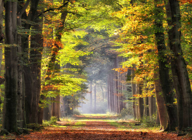 herbst blätter im sonnenlicht auf allee der buche bäume leuchtend gefärbt - prachtstraße stock-fotos und bilder