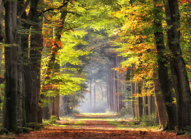 coloreada que brilla intensamente bajo la luz solar en la avenida de hayas de hojas de otoño - paisaje escénico fotos fotografías e imágenes de stock