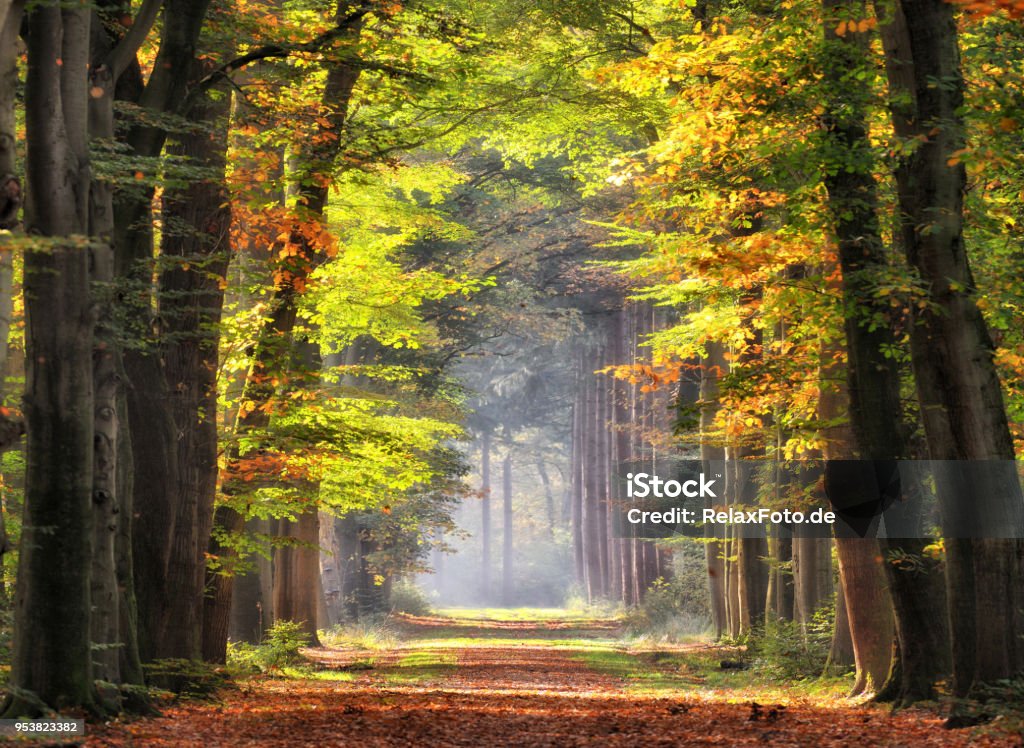Autumn colored leaves glowing in sunlight in avenue of beech trees Autumn colored leaves glowing in sunlight in avenue of beech trees. Location: Gelderland, The Netherlands. Footpath Stock Photo