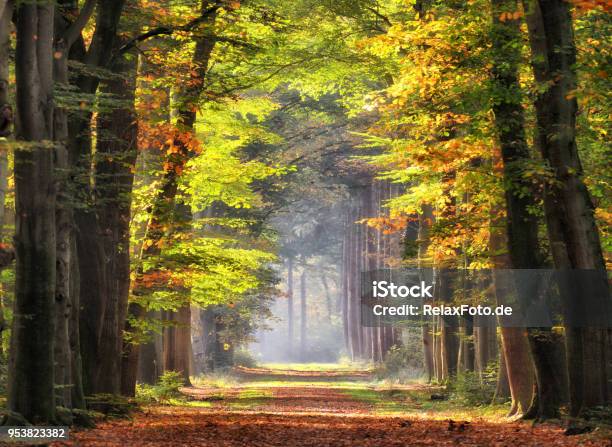 Autumn Colored Leaves Glowing In Sunlight In Avenue Of Beech Trees Stock Photo - Download Image Now