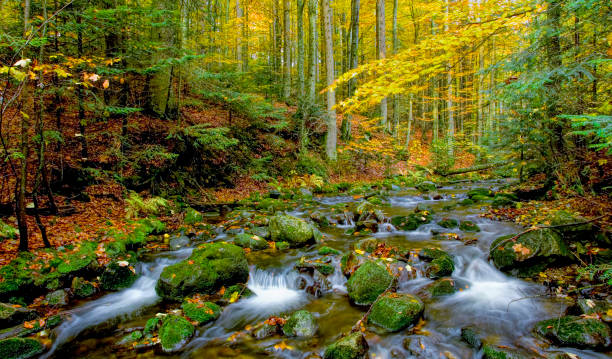 A water cascade in autumn creek with fallen leaves on a rocky shore. Water flows around the stones in the river.