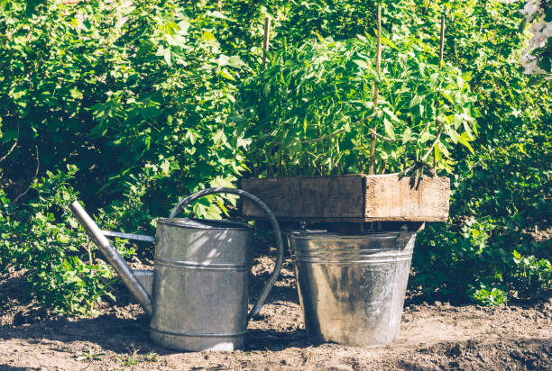 istock Fresh seedlings before planting and a rustic spring garden 953824356