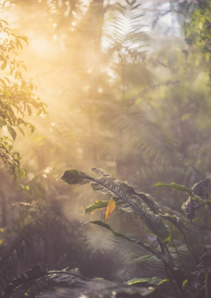 Beautiful Scene Misty Old Forest with Sun Rays, Shadows and Fog Beautiful Scene Misty Old Forest with Sun Rays, Shadows and Fog floresta stock pictures, royalty-free photos & images
