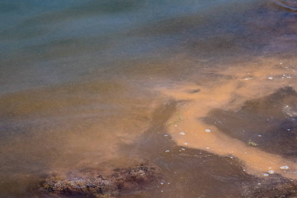 istock whale fat grease detail on water 953824666