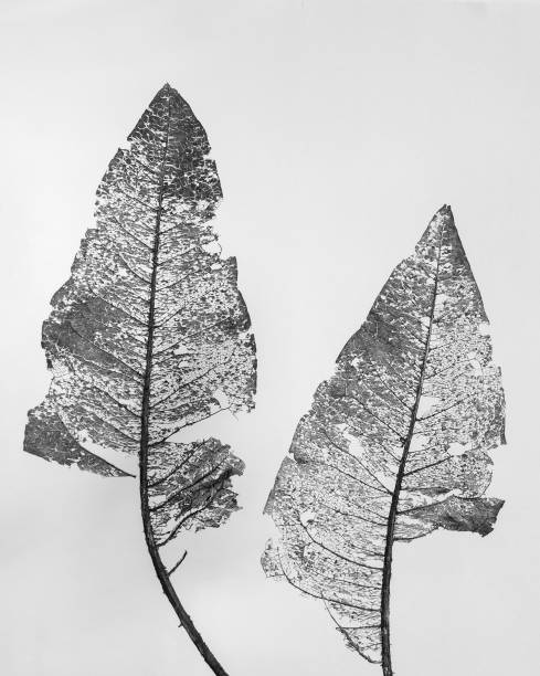 Skeleton leaves of Wyethia mollis on white background