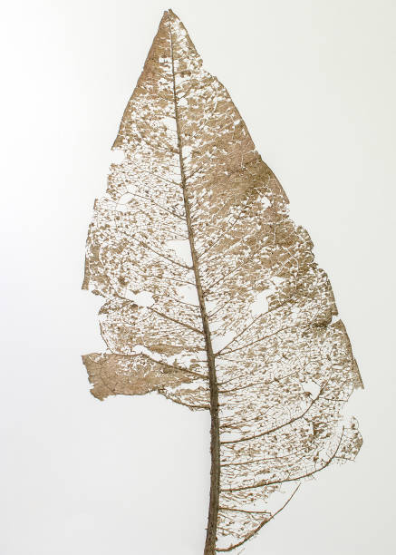 istock Skeleton leaf of Wyethia mollis on white background 953824764
