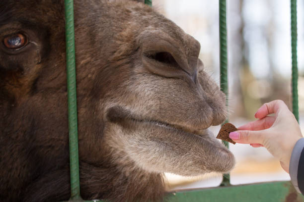 The hairy camel in the zoo