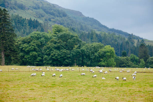 istock Scottish rural landscape with grazing goats 953826160