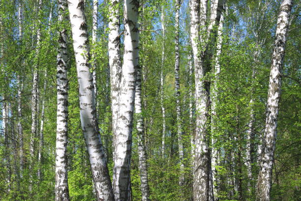 istock Trunk of birch close-up in spring birch forest 953829518