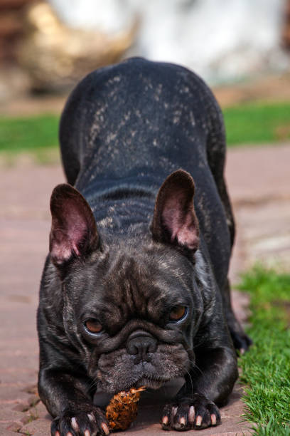 istock French Bulldog spring garden 953829806