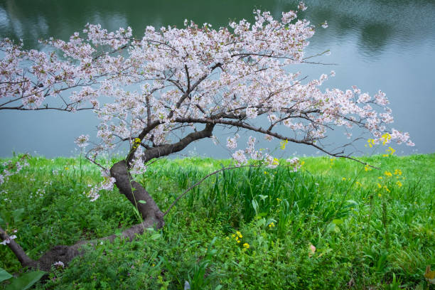Sakura trees beside the river in Tokyo, Japan