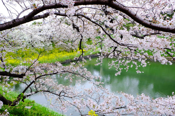 istock Sakura trees beside the river in Tokyo, Japan 953830190