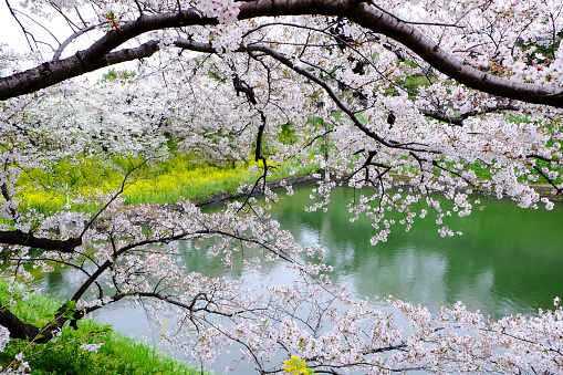 Sakura trees beside the river in Tokyo, Japan
