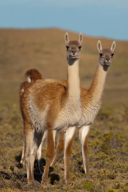 istock Guanacos (Lama Guanicoe) in Patagonia