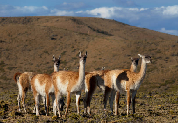 istock Guanacos (Lama Guanicoe) in Patagonia