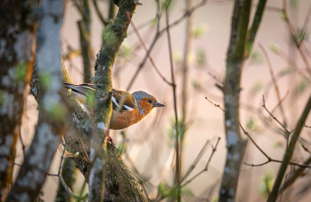 Chaffinch Chaffinch in tree male common chaffinch bird fringilla coelebs stock pictures, royalty-free photos & images