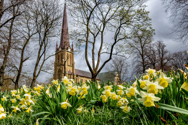 Daffodils in front of church with dramatic clouds in background
