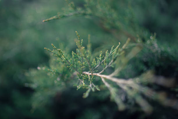 istock green bushes in the park 953834308