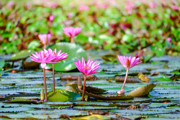 istock Pink lotus in the marsh 953834452