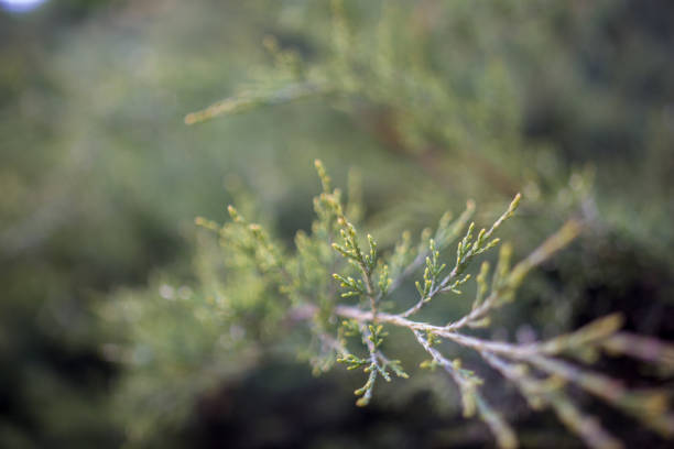 istock green bushes in the park 953835446