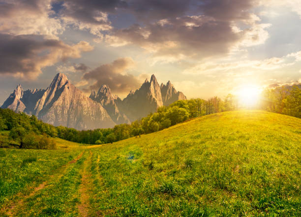 istock forest on grassy hillside in tatras at sunset 953839404