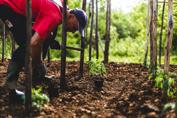istock Farmer transplanting tomato seedlings 953839578