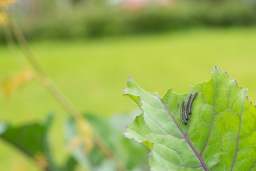 The caterpillar larvae of the cabbage white butterfly eating the leaves of a cabbage.