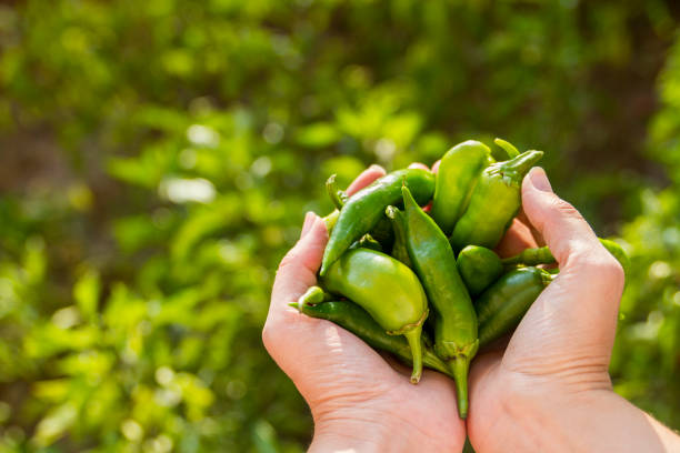Green Peppers In The Garden In Hands stock photo