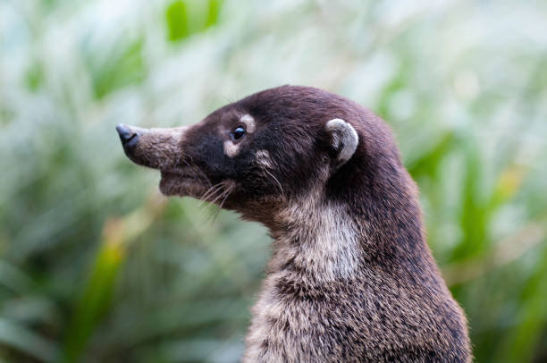 coati portrait Costarica