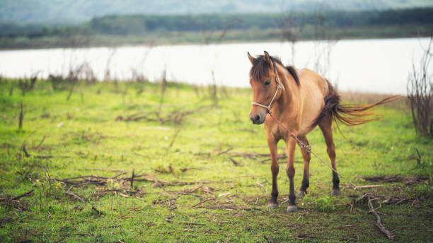 istock Portrait Horse on the field 953840438