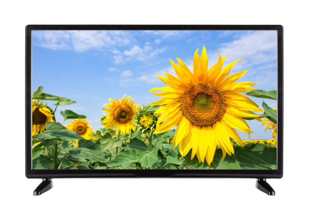 istock Flat modern TV with sunflower on the screen 953845398