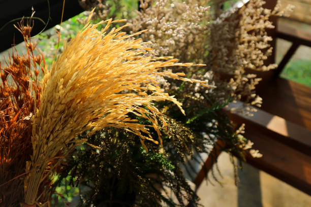 istock dried flower and dried rice plant 953850204