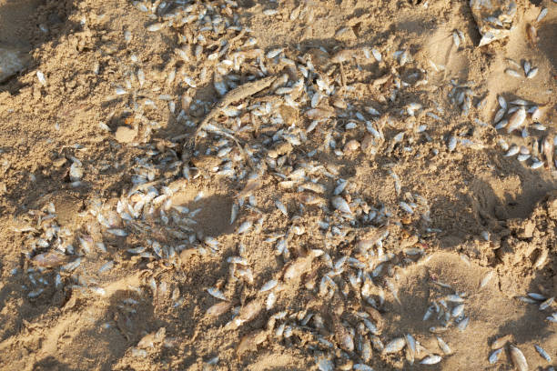 istock Little Fishes 953852910