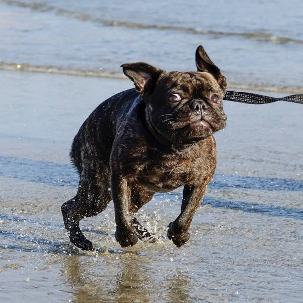istock French Bulldog Running at Beach 953853290
